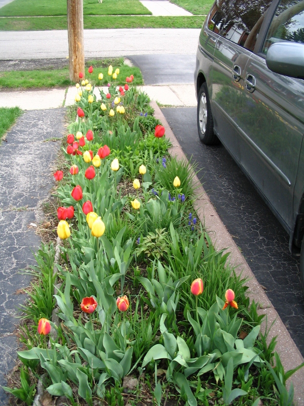 spring bulbs, tulips, garden