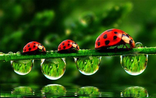 a line of ladybugs