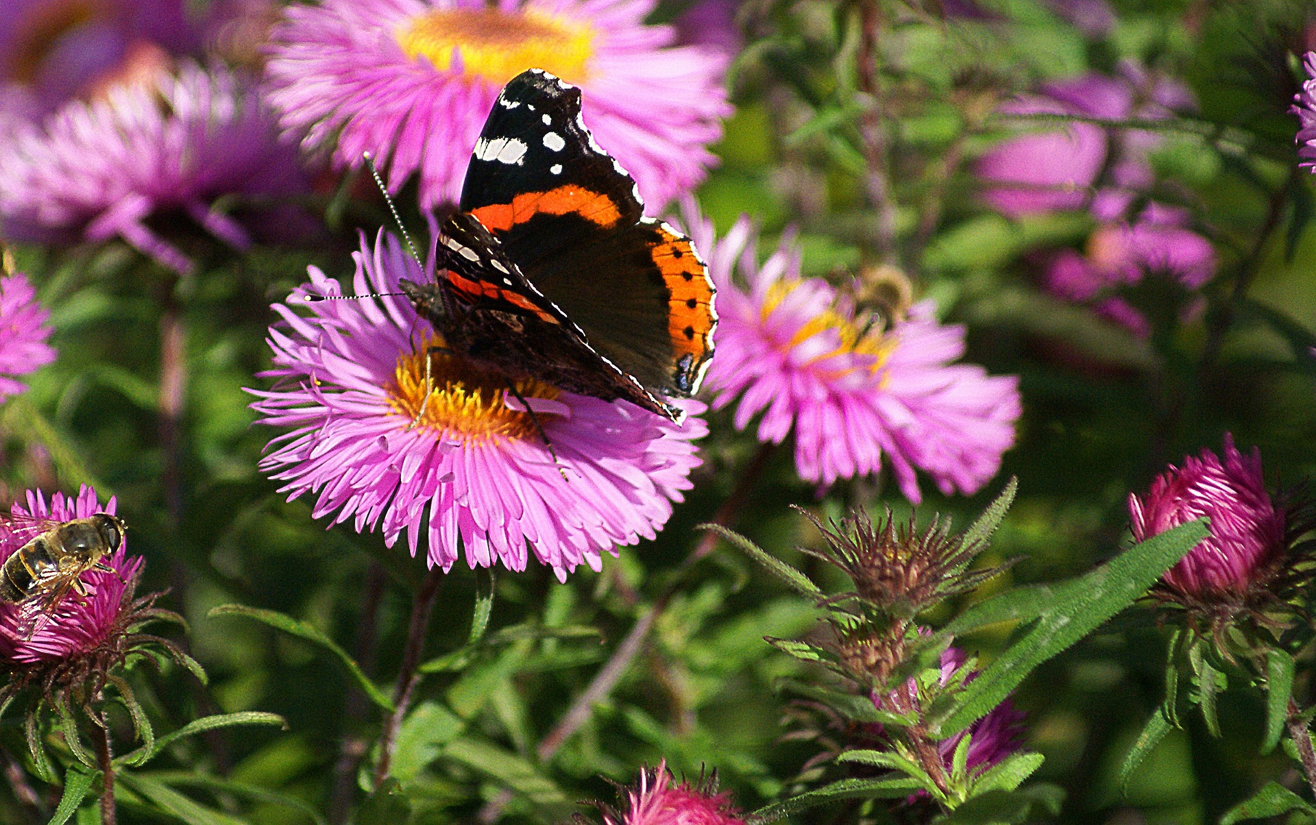 Butterfies and Bees in the Garden