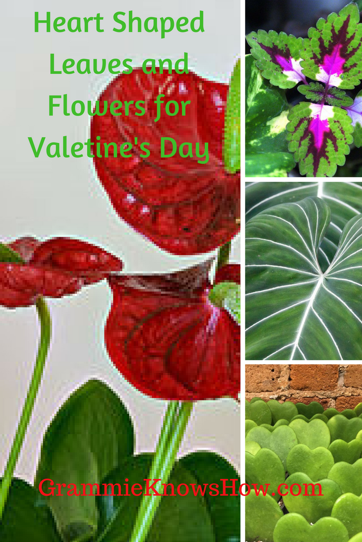growing gifts, Valentines gifts for gardeners, growing gifts for valentines day